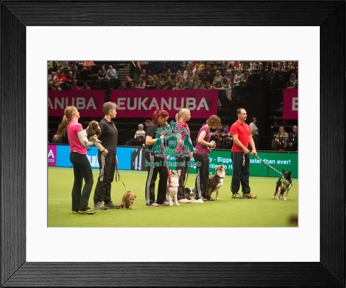 Framed Print : Crufts 2015 Framed Print : Crufts 2015