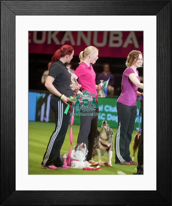 Framed Print : Winner medium AG CH Arnpriors Made of Honour Framed Print : Winner medium AG CH Arnpriors Made of Honour