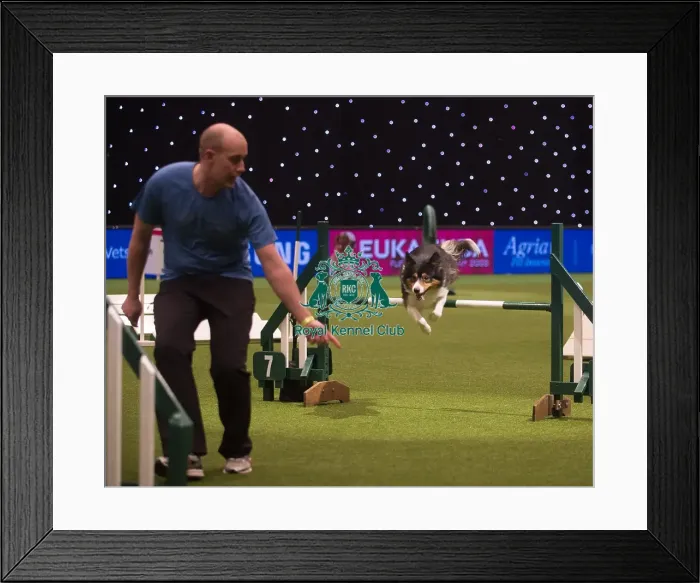 Framed Print : Crufts 2015 Framed Print : Crufts 2015