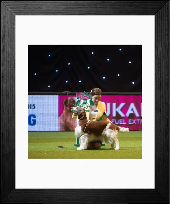 Framed Print : Crufts 2015 Framed Print : Crufts 2015