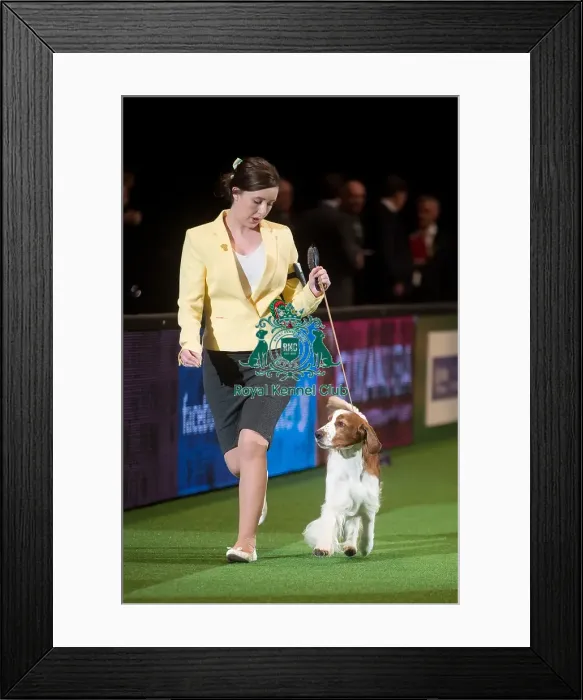 Framed Print : Crufts 2015 Framed Print : Crufts 2015