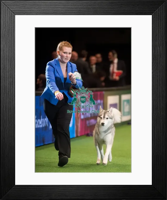 Framed Print : Crufts 2015 Framed Print : Crufts 2015