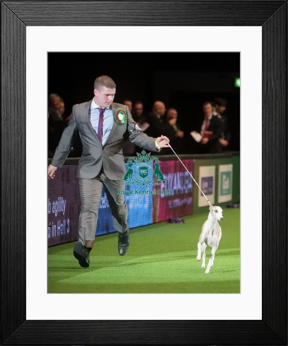 Framed Print : Crufts 2015 Framed Print : Crufts 2015