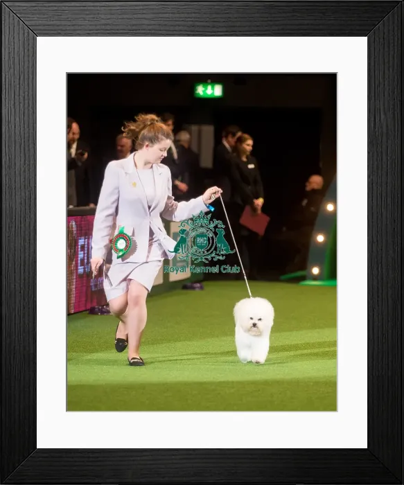 Framed Print : Crufts 2015 Framed Print : Crufts 2015