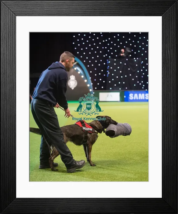 Framed Print : Crufts 2015 Framed Print : Crufts 2015