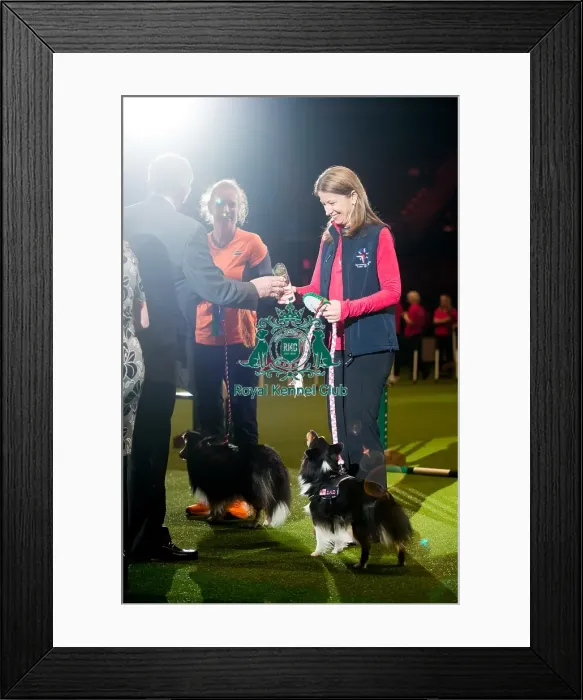 Framed Print : KC British Open Small winner Bernadette Bay with Ag Ch Obay Its Got Pizazz AW(G) Framed Print : KC British Open Small winner Bernadette Bay with Ag Ch Obay Its Got Pizazz AW(G)