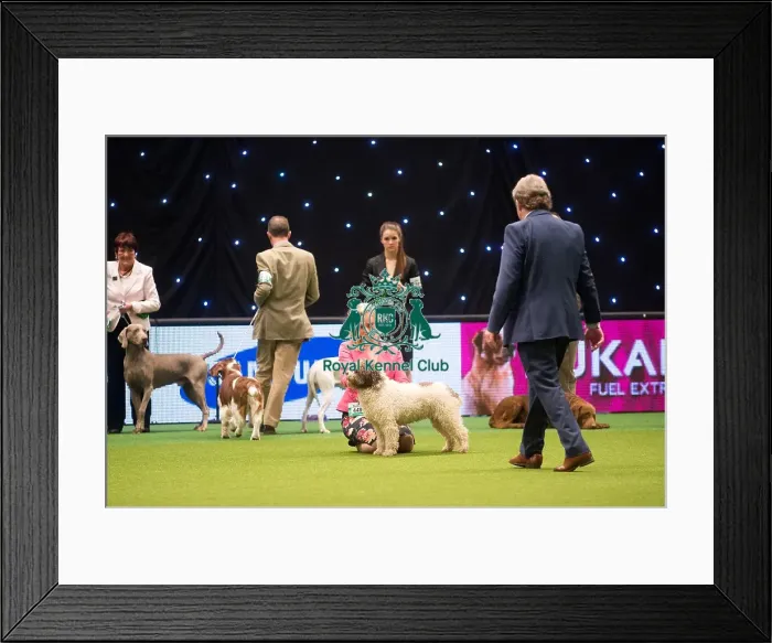 Framed Print : Spanish Water Dog BOB N B & B J R & MRS J C EGGINTON with VALENTISIMOs PACOPILIK Framed Print : Spanish Water Dog BOB N B & B J R & MRS J C EGGINTON with VALENTISIMOs PACOPILIK