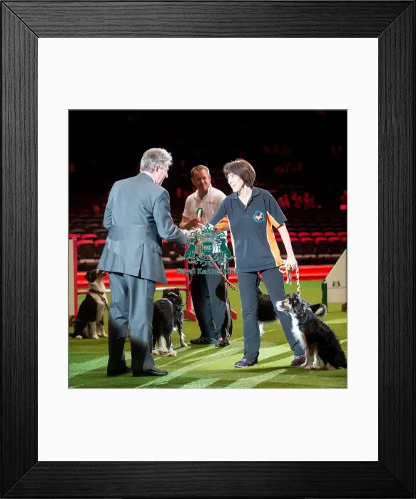 Framed Print : KC British Open Agility Medium 2nd Jenny Lambert with Comebyanaway Reddy tp Tri