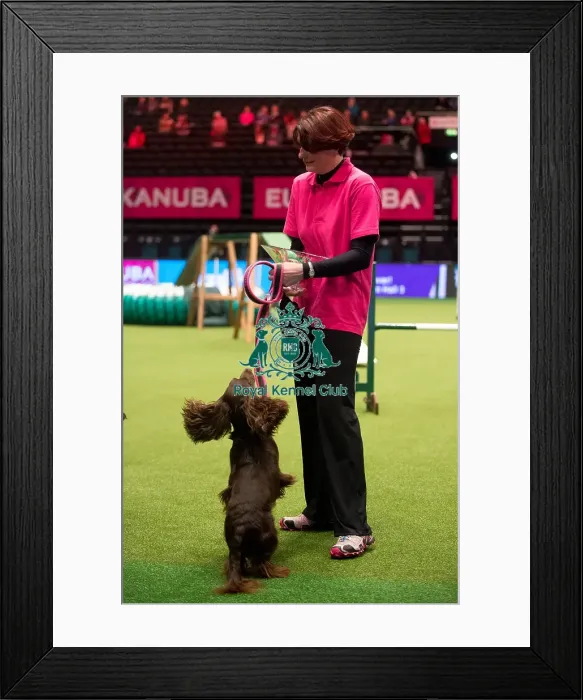 Framed Print : KC Novice Agility Small winner Julie Ashton with Eventide Ziva Framed Print : KC Novice Agility Small winner Julie Ashton with Eventide Ziva