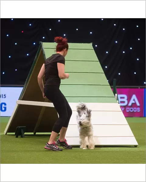 Ashley and Pudsey from Xfactor fame compete in Crufts Singles Agility