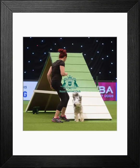 Framed Print : Ashley and Pudsey from Xfactor fame compete in Crufts Singles Agility