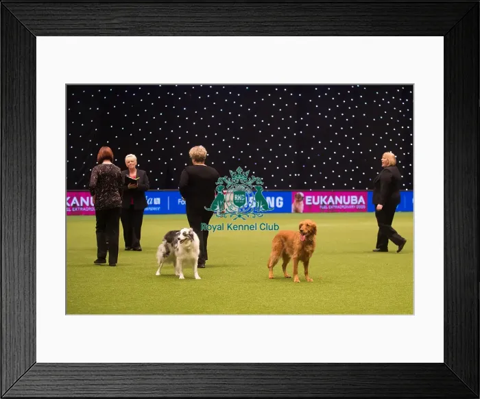 Framed Print : Winners of Obedience Crufts Championship presentation Framed Print : Winners of Obedience Crufts Championship presentation