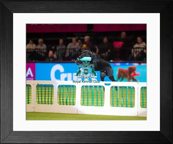 Framed Print : Crufts 2015 Framed Print : Crufts 2015