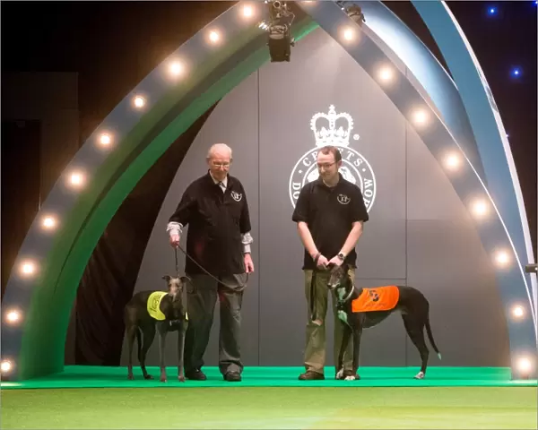 Retired Greyhound display