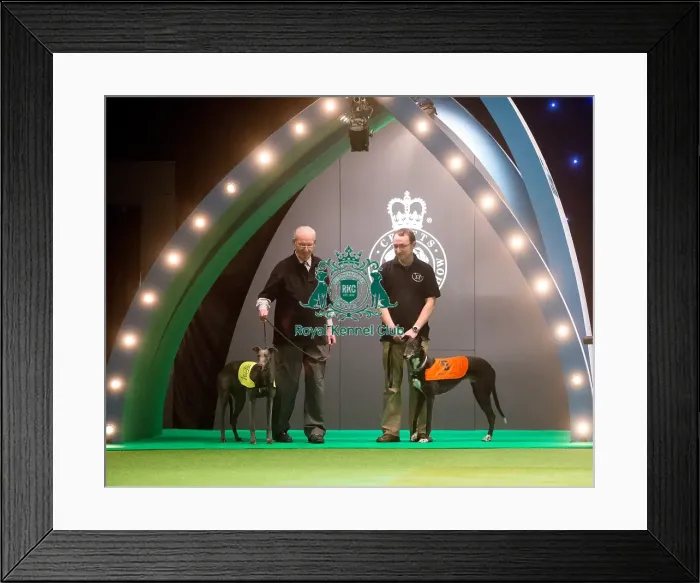 Framed Print : Retired Greyhound display Framed Print : Retired Greyhound display