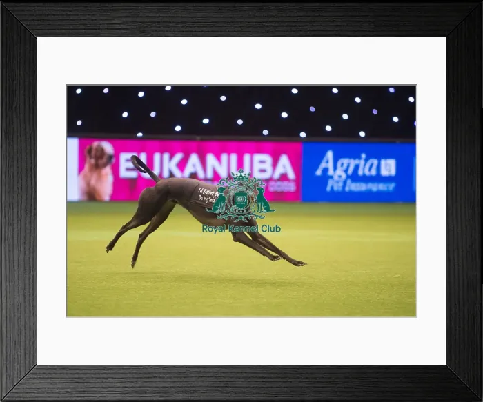 Framed Print : Retired Greyhound display Framed Print : Retired Greyhound display