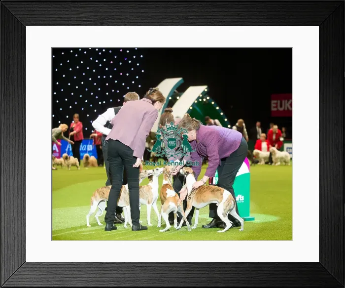Framed Print : Winner Whippets