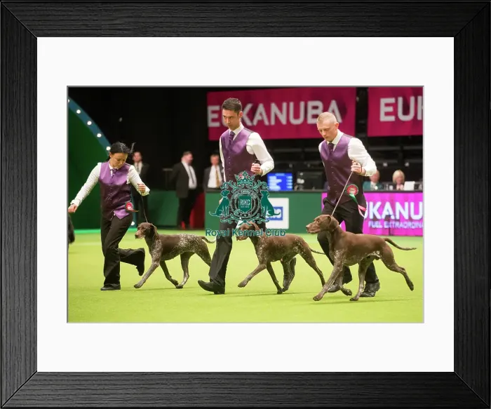 Framed Print : German Shorthaired Pointers Framed Print : German Shorthaired Pointers