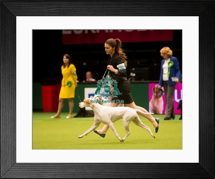 Framed Print : Group 2 Owner: Mrs a G Siddle Sh Ch Wilchrimane Ice Maiden Jw Ww2013 Framed Print : Group 2 Owner: Mrs a G Siddle Sh Ch Wilchrimane Ice Maiden Jw Ww2013
