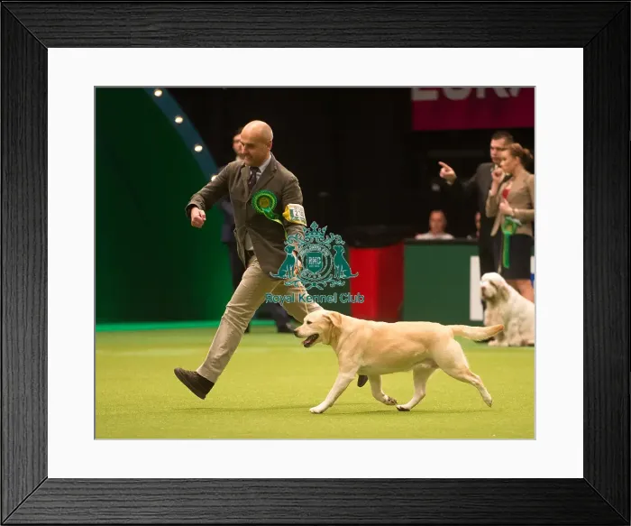Framed Print : Crufts 2015 Framed Print : Crufts 2015