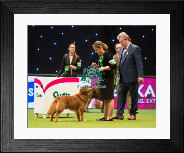 Framed Print : BOB Nova Scotia Duck Tolling Retriever MR R & MR J & MRS H FEARON & GORDON with CH