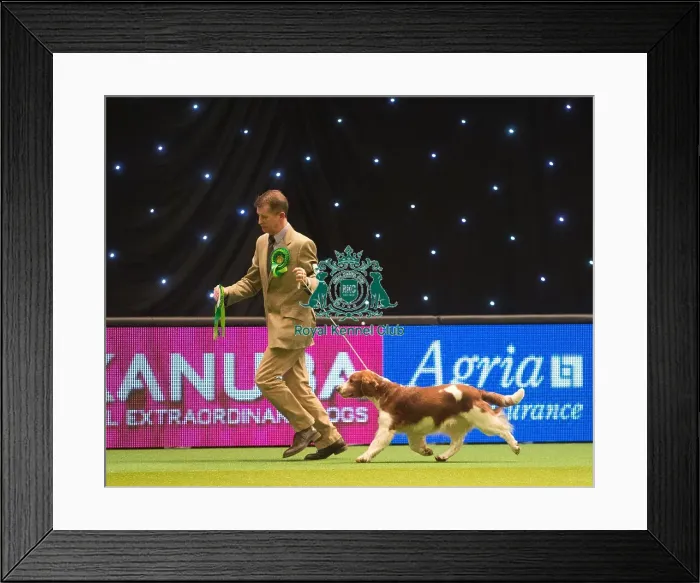 Framed Print : Gundog Group 3 Mr Js Thirlwell with Sh Ch Ferndel Aeron Magregor Framed Print : Gundog Group 3 Mr Js Thirlwell with Sh Ch Ferndel Aeron Magregor