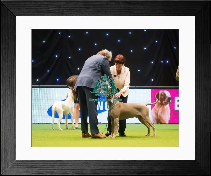 Framed Print : Group 4 Weimaraner Mrs K Whitehead with Sh Ch Gunalt De Ice at Stridview Framed Print : Group 4 Weimaraner Mrs K Whitehead with Sh Ch Gunalt De Ice at Stridview