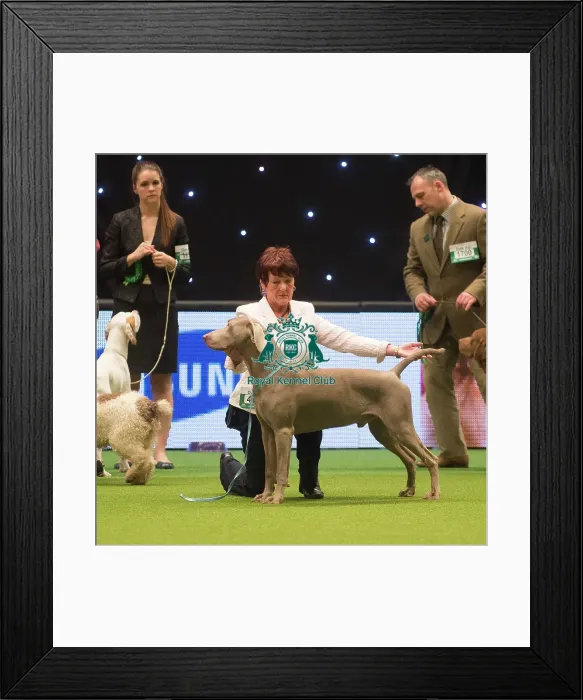Framed Print : Crufts 2015