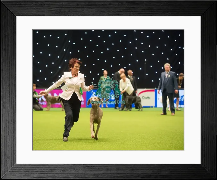 Framed Print : Group 4 Weimaraner Mrs K Whitehead with Sh Ch Gunalt De Ice at Stridview Framed Print : Group 4 Weimaraner Mrs K Whitehead with Sh Ch Gunalt De Ice at Stridview