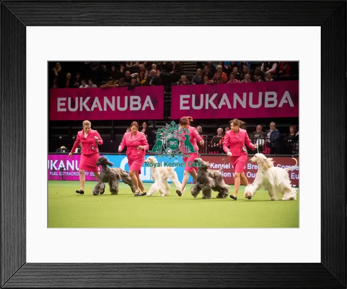 Framed Print : 3rd place breeders competition Framed Print : 3rd place breeders competition