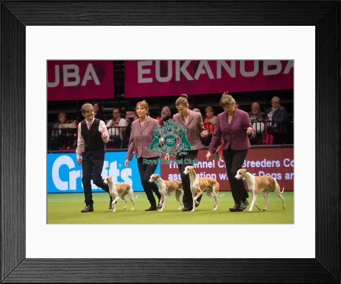 Framed Print : Winner Whippets Framed Print : Winner Whippets