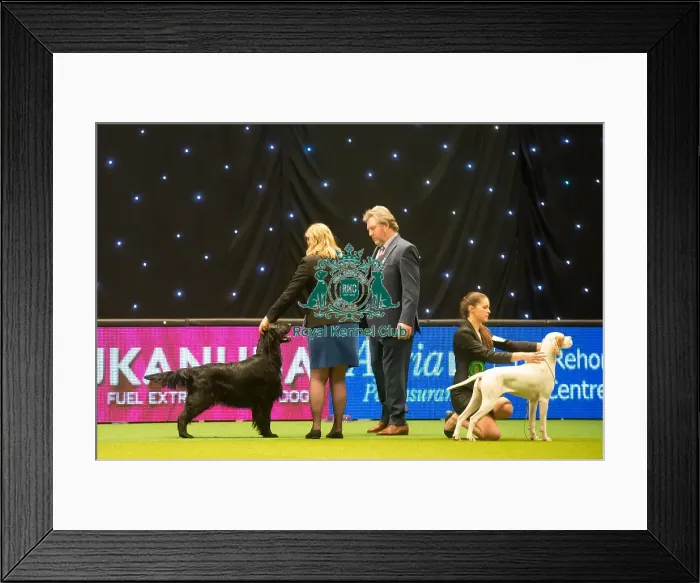 Framed Print : Gundog Group judging Framed Print : Gundog Group judging