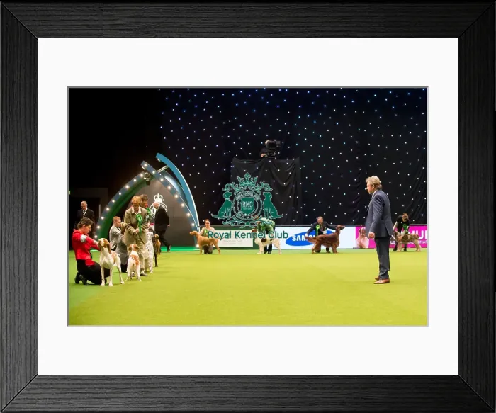 Framed Print : Gundog Group judging