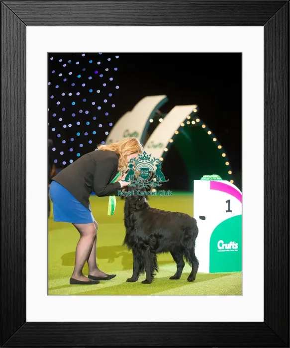 Framed Print : Gundog Group winner