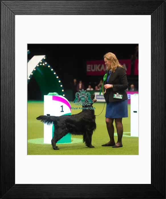 Framed Print : Winner Gundog Group Miss a Dyrtn with Seu(U)Ch  /  Nouch Castlerock Simply Magic Fiv-12
