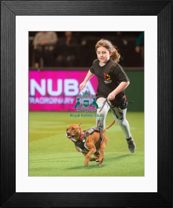 Framed Print : Crufts 2015 Framed Print : Crufts 2015