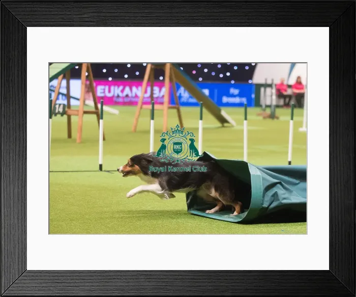Framed Print : Crufts 2015 Framed Print : Crufts 2015