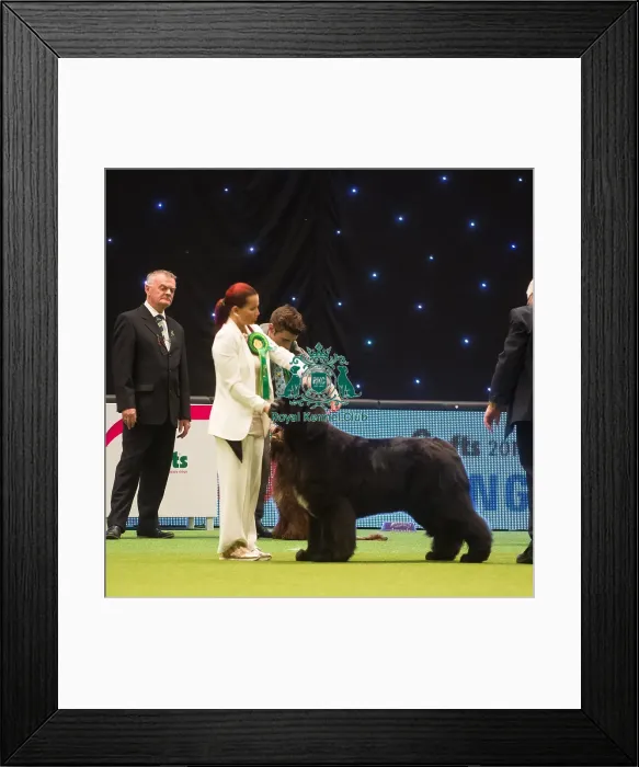 Framed Print : Crufts 2015 Framed Print : Crufts 2015