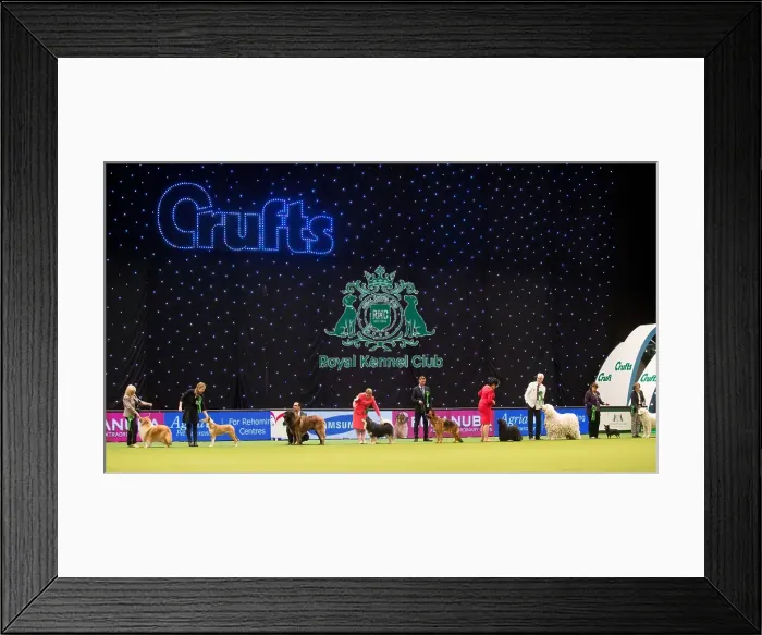 Framed Print : Crufts 2015 Framed Print : Crufts 2015