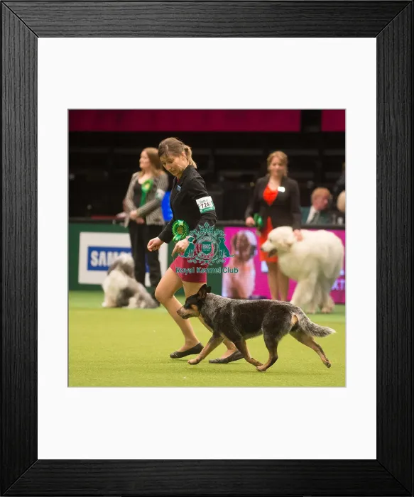 Framed Print : Crufts 2015