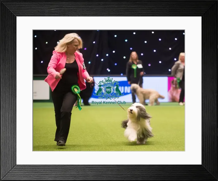 Framed Print : Crufts 2015 Framed Print : Crufts 2015