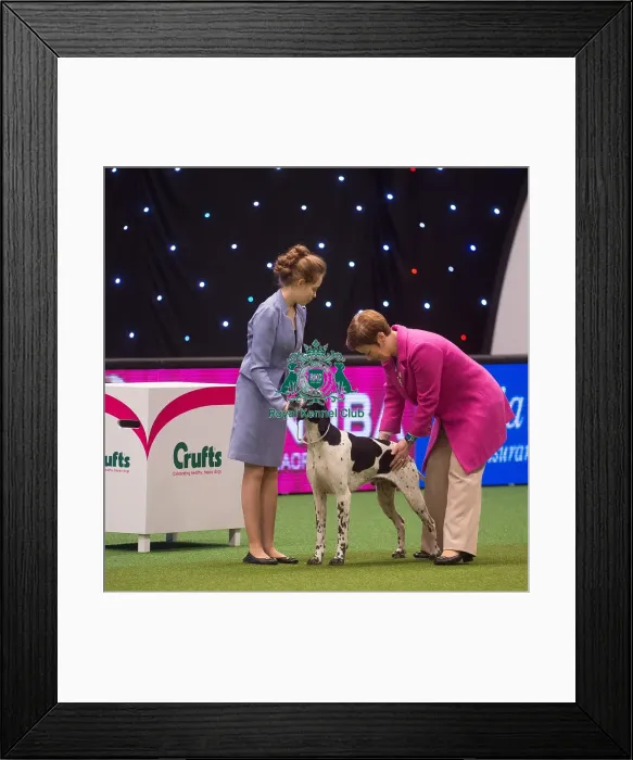 Framed Print : Crufts 2015 Framed Print : Crufts 2015