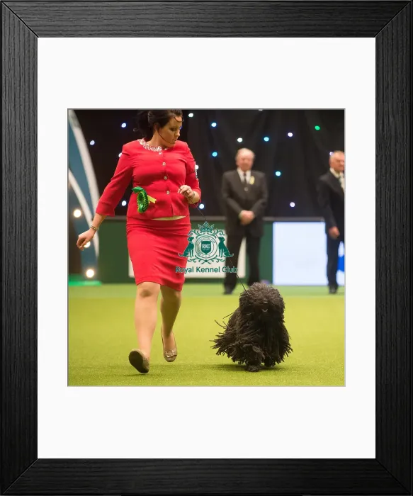 Framed Print : Crufts 2015 Framed Print : Crufts 2015