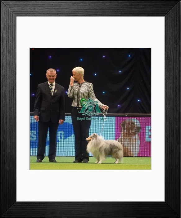 Framed Print : Crufts 2015 Framed Print : Crufts 2015