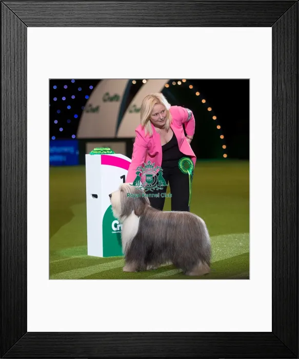 Framed Print : Crufts 2015 Framed Print : Crufts 2015