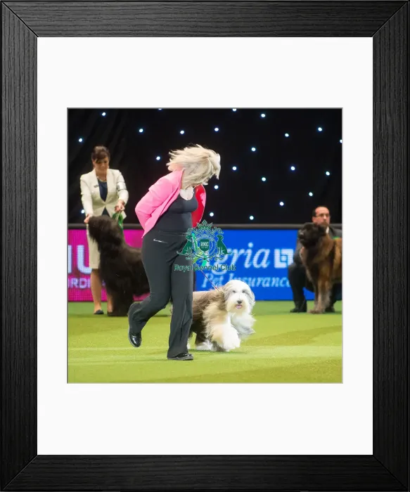 Framed Print : Crufts 2015 Framed Print : Crufts 2015