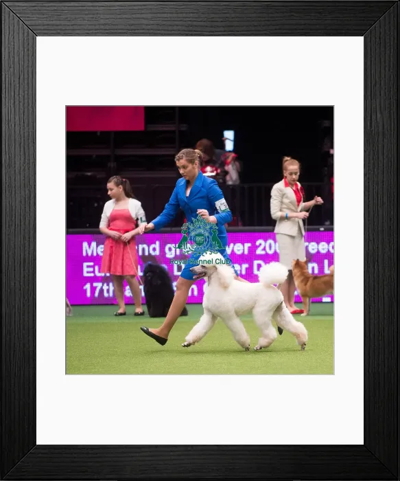 Framed Print : Crufts 2015 Framed Print : Crufts 2015