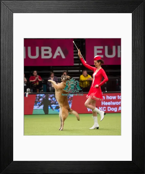 Framed Print : Crufts 2015 Framed Print : Crufts 2015
