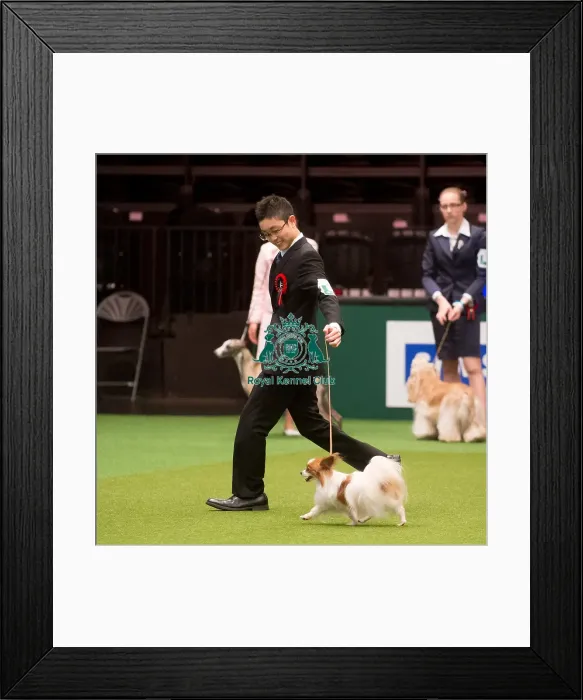 Framed Print : Crufts 2015 Framed Print : Crufts 2015