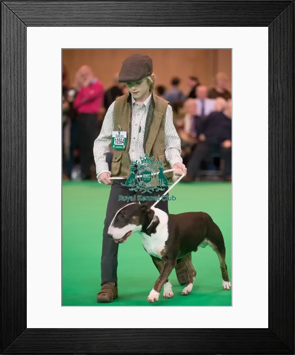 Framed Print : Bull Terrier ring shots Framed Print : Bull Terrier ring shots